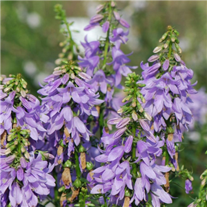 Adenophora 'Fairybells Gaudi Violet'